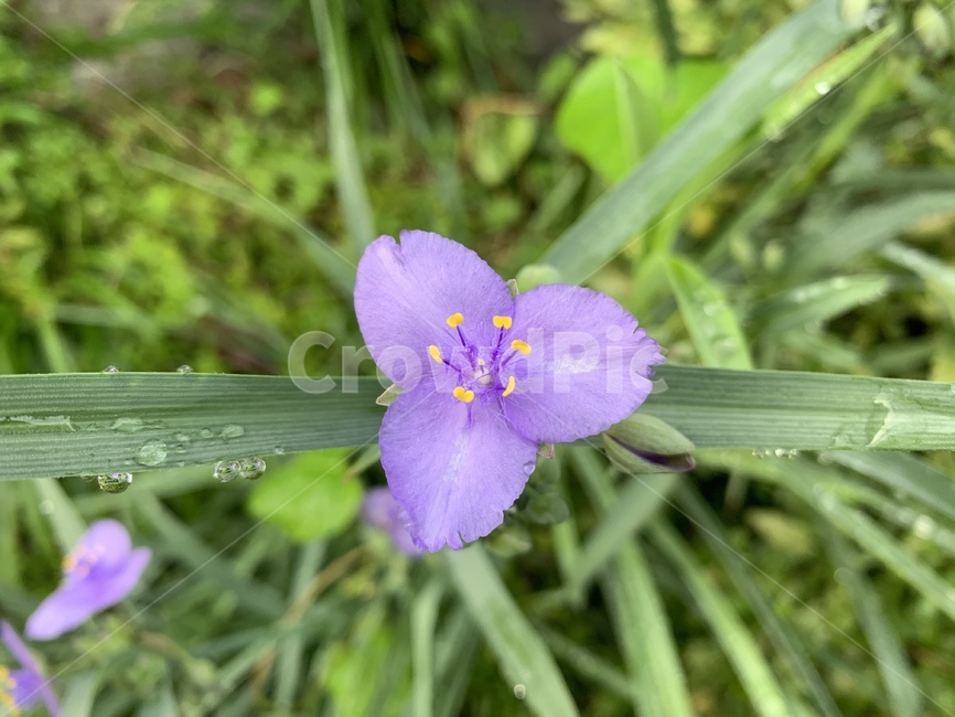 plant,식물,꽃,flower,자연,식물,자연,plants,nature,꽃,flower