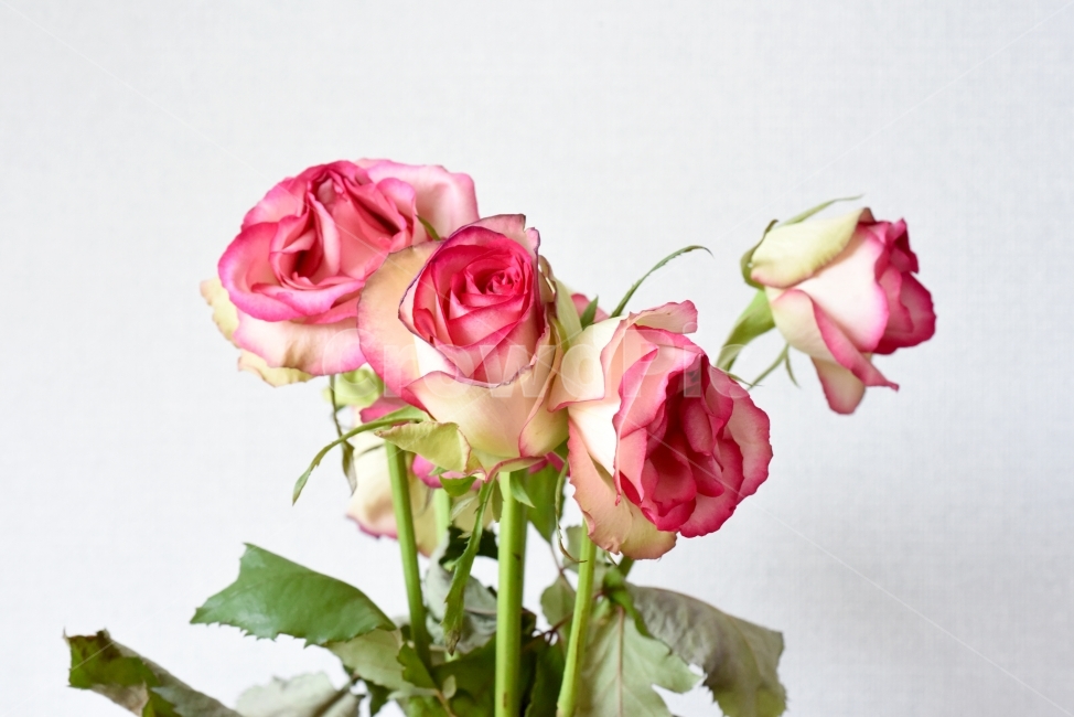 꽃잎,장미,색감,그라데이션,꽃,무지개,연출,식물,사진,photo,누끼,여러송이,여러개,식물,자연,plants,nature,꽃,flower