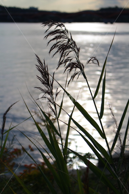 강,오후,저녁,물살,물결,갈대,감성,식물,자연,plants,nature