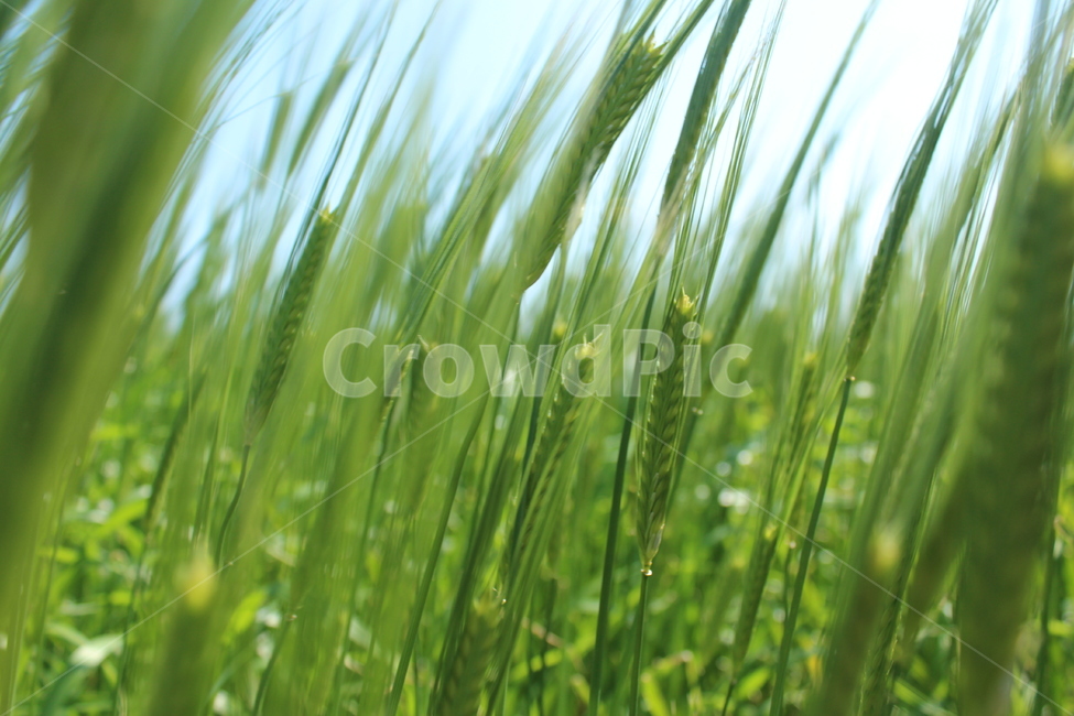 grass,plant,식물,잔디,하늘보리,보리밭,가파도,보리,초록색,싱싱함,봄,4월,식물,자연,plants,nature