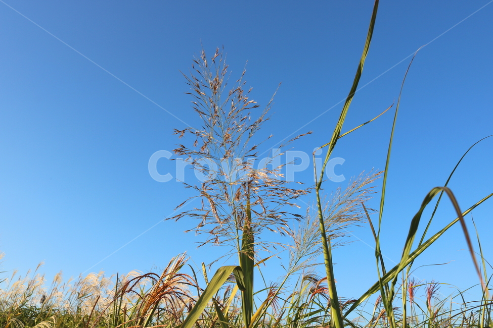 갈대,벼과,식물,자연,가을,가을,계절,fall,autumn,season,plant,grass,잔디,lawn