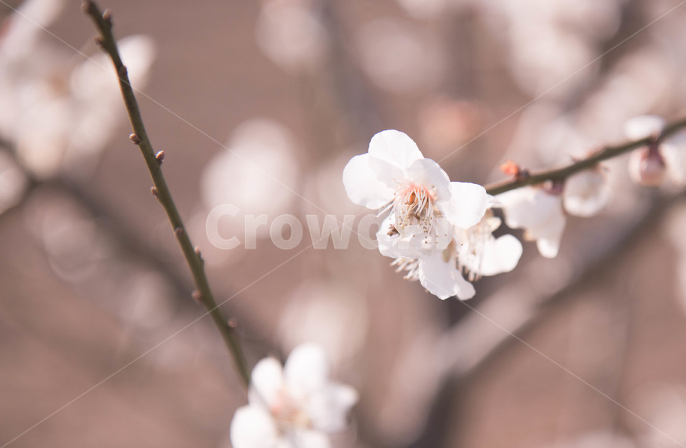 벚꽃,봄,꽃,사랑,화사한,봄,계절,spring,season,식물,자연,plants,nature,꽃,flower,plant,blossom