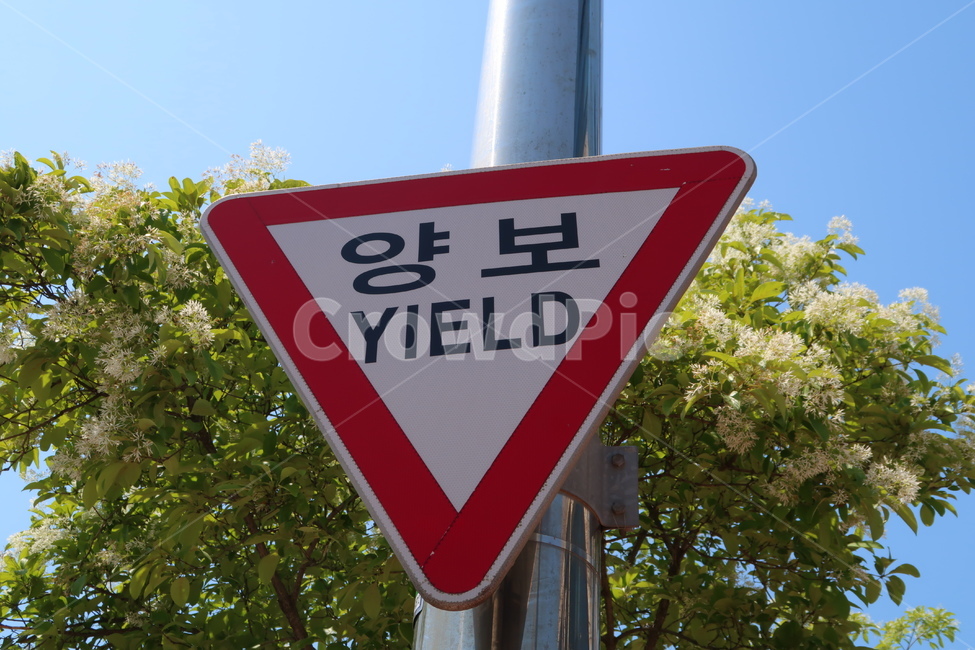 표지판,양보,길거리,양보표지판,삼각표지판