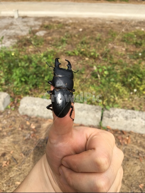 사슴벌레,곤충채집,곤충,자연,풍뎅이친구,동물,animal,곤충,벌레,insect,bug,사람,인물,인간,human,person,신체일부,몸,body