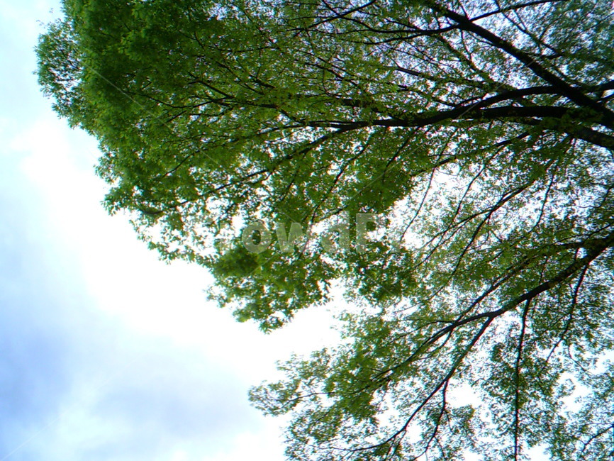 하늘,나무,초록,tree,sky,초록잎,초록나무,자연,풍경,nature,landscape,plant,식물,tree trunk,나무 줄기