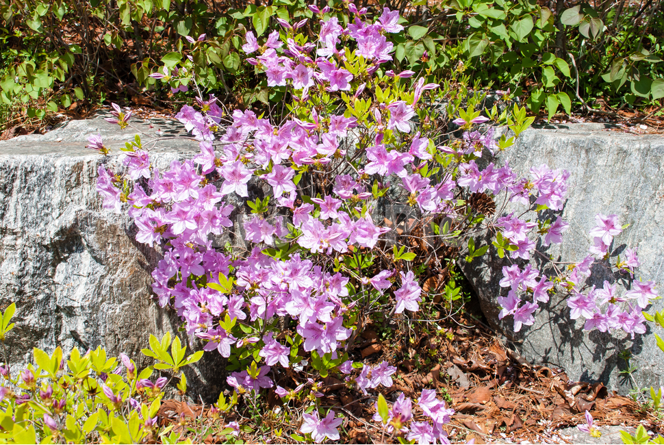 산철쭉,철쭉,봄,꽃,생화,공원,식물,조경,분홍,spring,season,flowe,만개,만발,자연,향기,아름다운,화사한,나뭇가지,봄꽃,돌,봄,계절,spring,season,식물,자연,plants,nature,꽃,flower,geranium,제라늄,plant,blossom