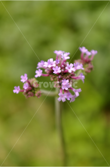 꽃,식물,flower,color,nature,자연,식물,자연,plants,nature,꽃,flower