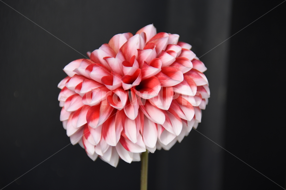꽃,빨간꽃,다알리아,한송이,바탕화면,식물,자연,plants,nature,꽃,flower