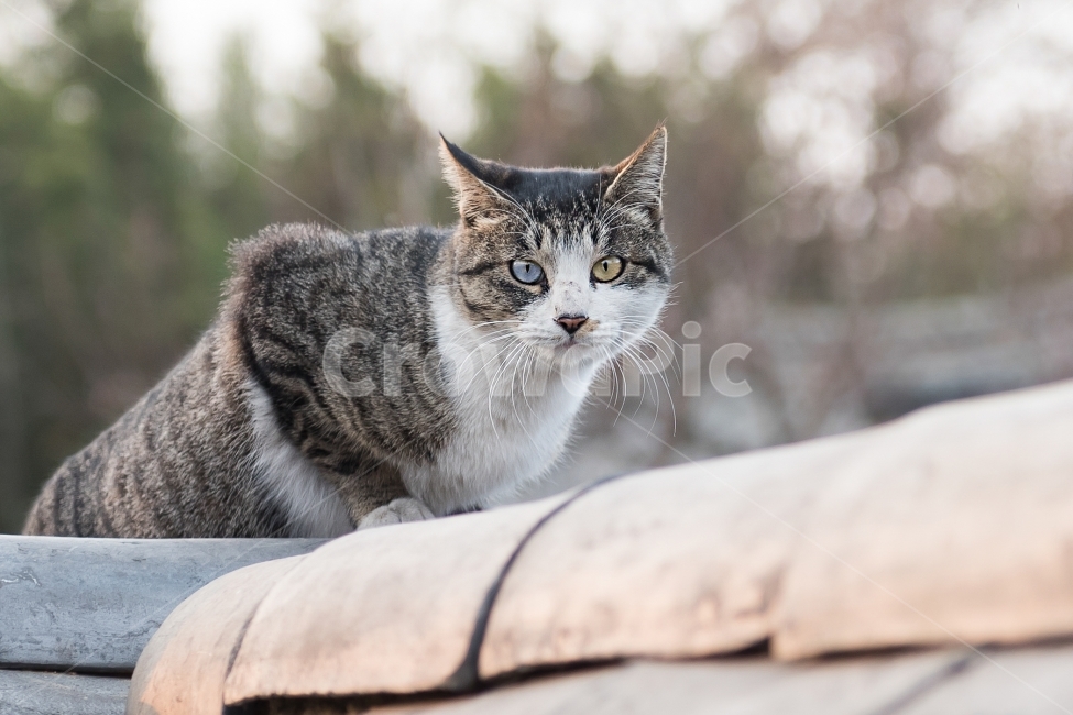 길냥이,고양이,오드아이,도둑고양이,경주한옥마을,담장,냥이,동물,반려묘,집사,동물,animal,포유류,mammal,고양이,cat,kitten,kitty