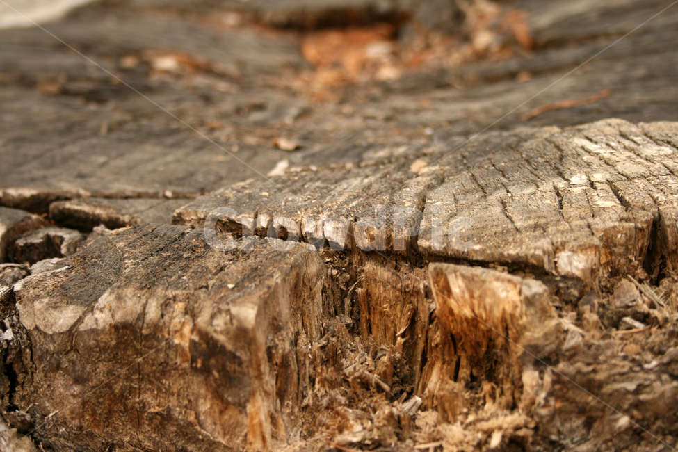 나무,tree,wood,목재,나무결,나무,trees,wood