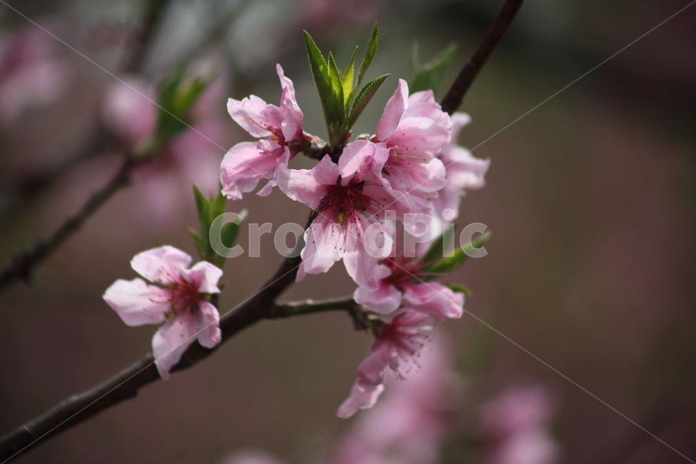 복사꽃,복숭아나무,봄,꽃,peach