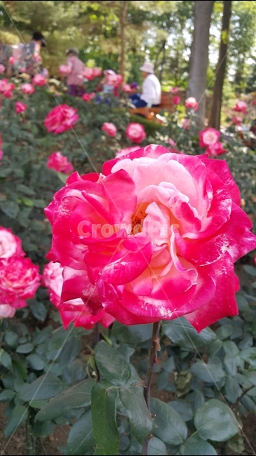 붉은장미,빨간장미,장미축제,꽃향기,장미공원,식물,자연,plants,nature,꽃,flower