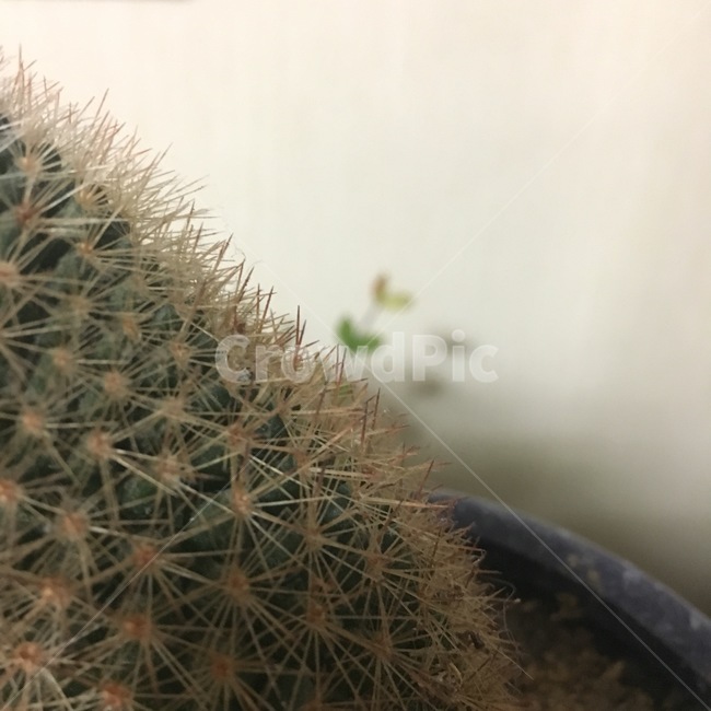 선인장,자연하트,식물,초록,가시,식물,자연,plants,nature