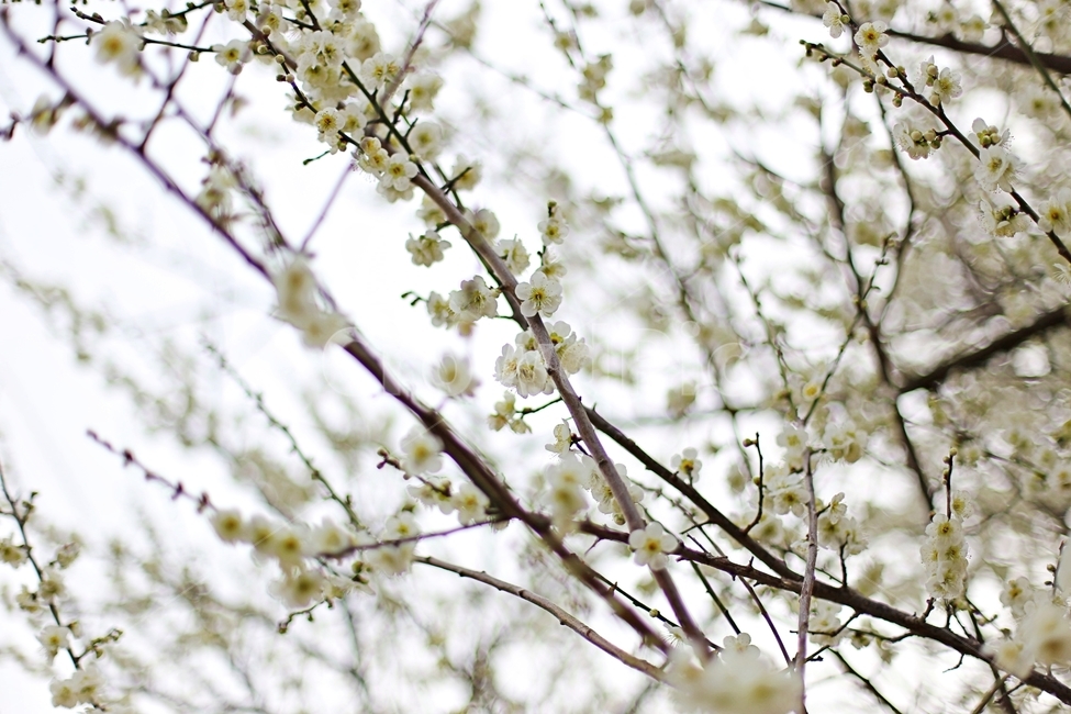 하동,매화,매화마을,매화축제,매화꽃,flower,꽃,hadong,봄,계절,spring,season,식물,자연,plants,nature,꽃,flower,plant