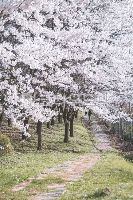 cherry,Cherry Blossom,cherry blossom rain,cherry blossom tree,spring flowers,spring,trail,cherry blossom petals,Cherry Blossom Tunnel,Cherry Blossom Ending,cherry blossom road,road,walking path