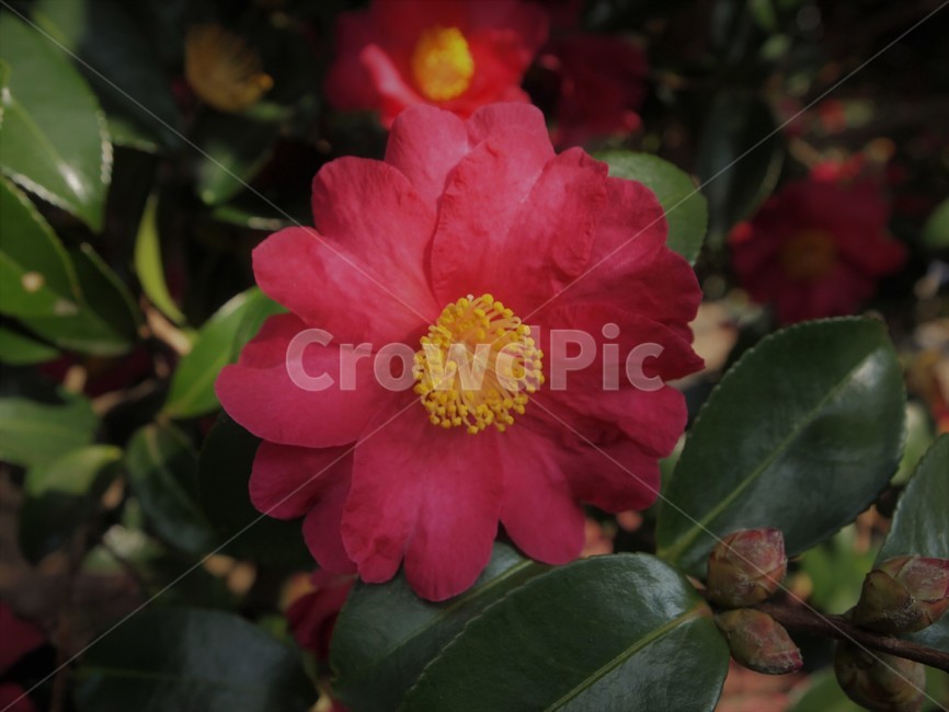 동백,동백꽃,빨간꽃,겨울꽃,flower