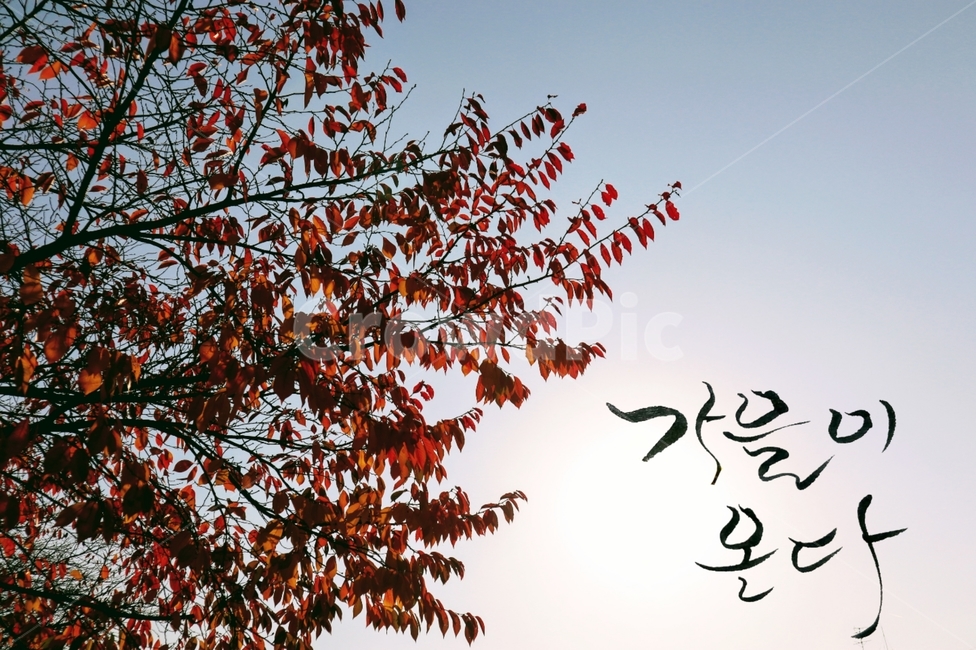 가을,잎,계절,낙엽,캘리그라피