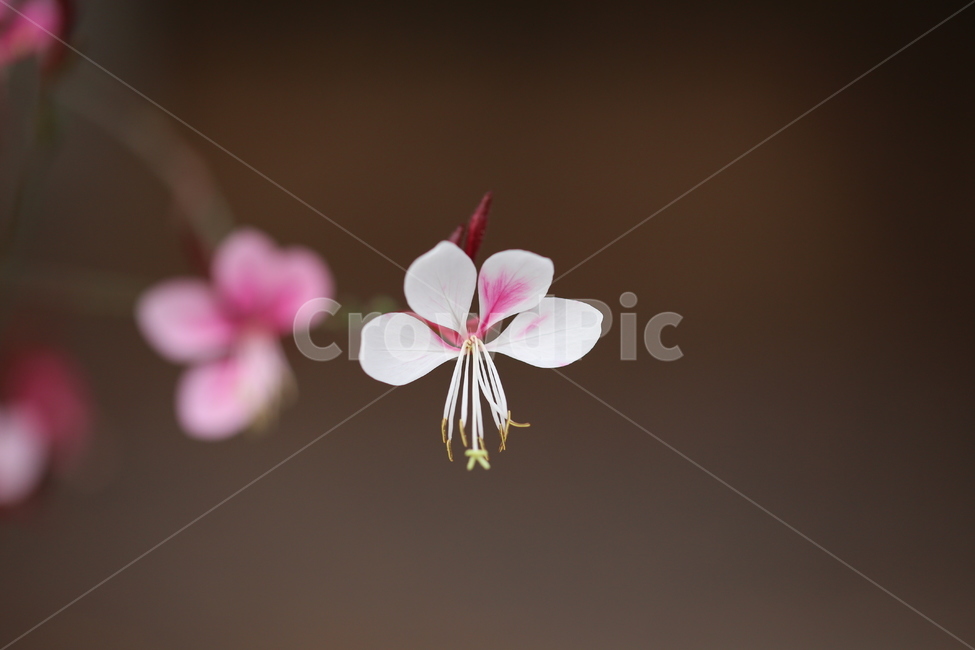 제라늄,꽃,식물,plant,flower