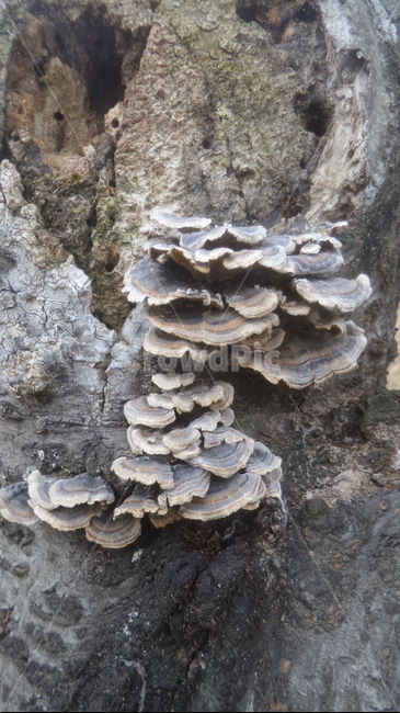 운지,구름버섯,雲芝,trametesversicolor,구멍장이버섯과,기와버섯,약용,버섯,mushroom