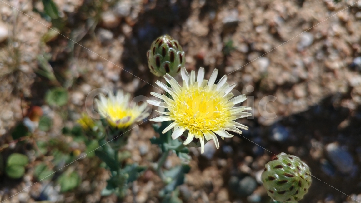 사막에피는꽃,야생화,사막,데쓰벨리,중가주,wildflower,desert,yellowflower,DeathValley,CentralCalifornia,식물,자연,plants,nature,꽃,flower