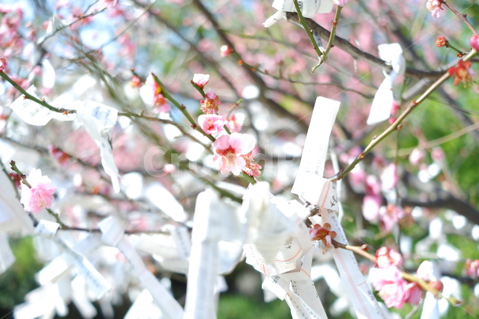 plant,식물,벚꽃,꽃,매화,flower,blossom