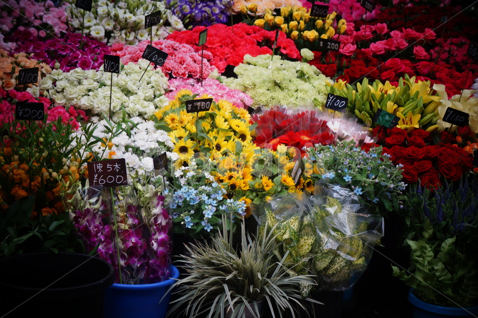 plant,식물,flower,blossom,꽃,flowerbouquet,flowerarrangement,꽃꽂이,꽃가게
