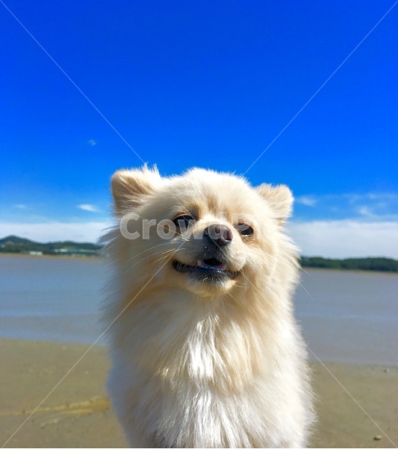 바다,강아지,개,반려견,가족,단독,시원,동물,animal,포유류,mammal,개,강아지,dog,doggy