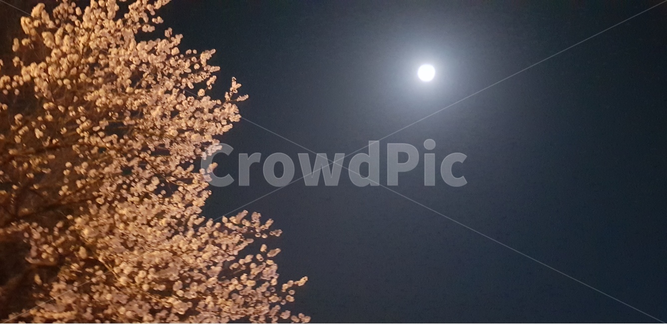 벚꽃,달빛,풍류,밤,봄,봄,계절,spring,season,자연,풍경,nature,landscape,야경,밤,nightscape,night,outdoors,옥외