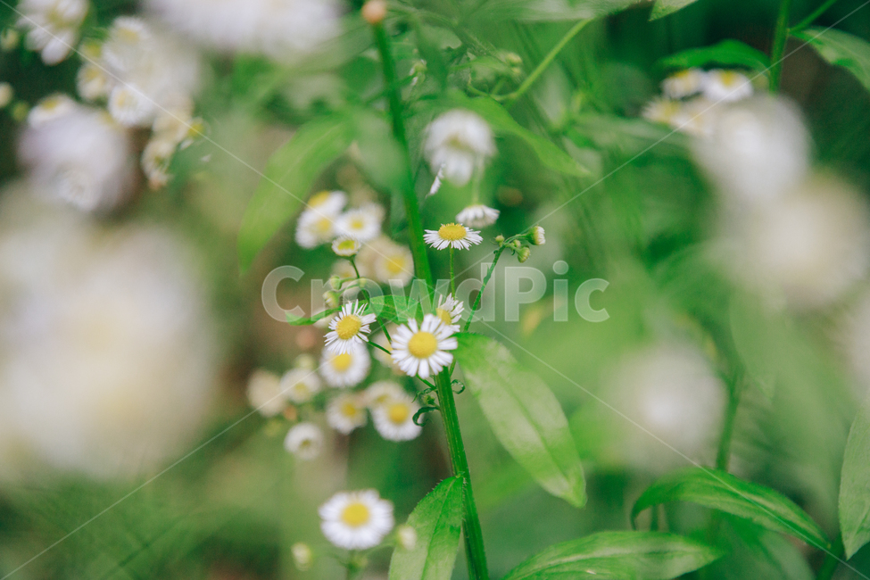 꽃,흰꽃,초록,자연,풀,식물,개망초,여름,여름꽃,식물,자연,plants,nature,꽃,flower,비,비오는날,rain,rainy