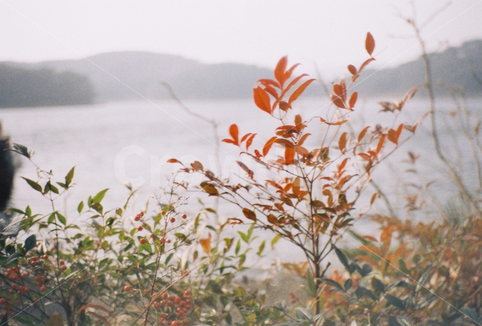 바다,식물,나무,빨간잎,필름사진,greatwellPF1,장성카메라,필름카메라,식물,자연,plants,nature,감성,sensible,feeling,색깔,색상,색채,색감,color sense,color sensitivity,feeling of color