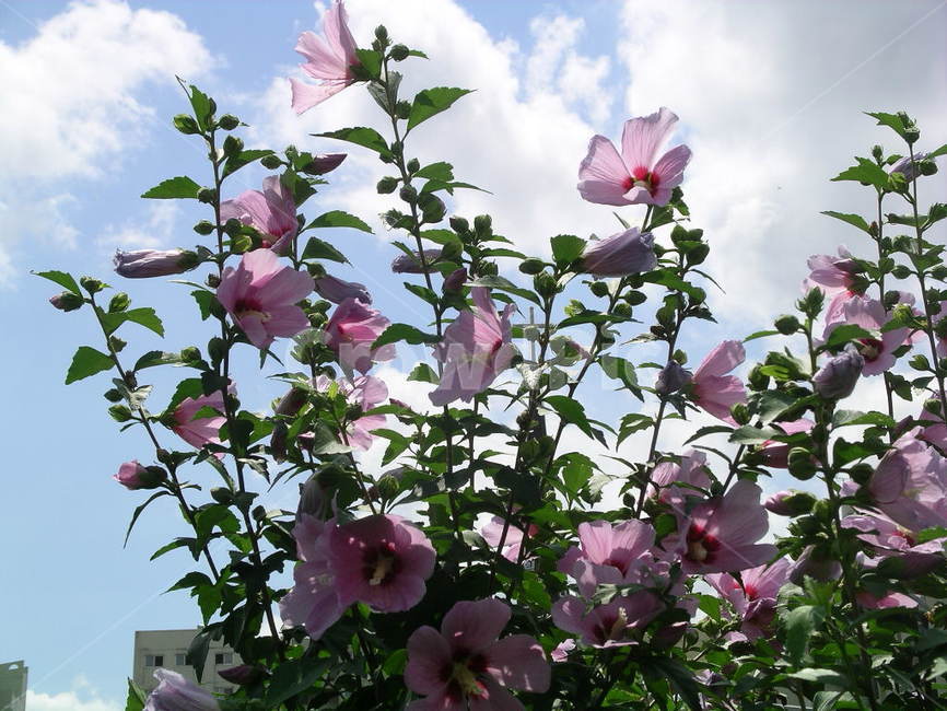나라꽃,무궁화,대한민국국화,식물,꽃,식물,자연,plants,nature,꽃,flower