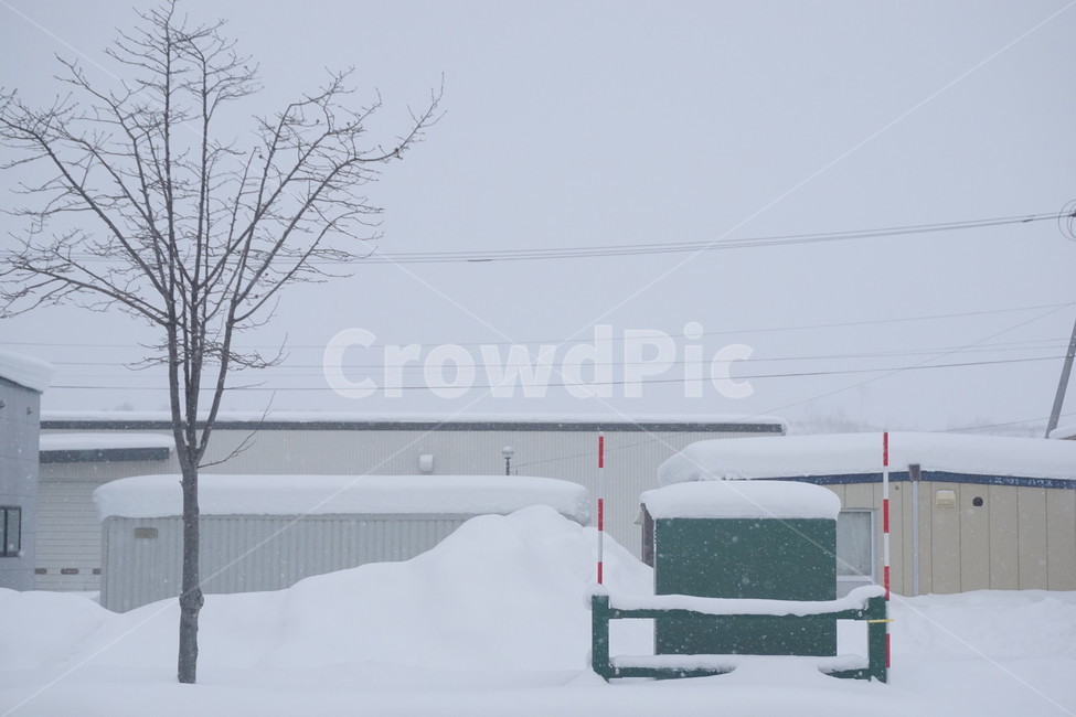 삿포로,눈길,눈,폭설,snow,길거리,street,winter,겨울,가로수,sapporo,hokkaido,겨울길거리,일본,홋카이도,겨울,계절,winter,season