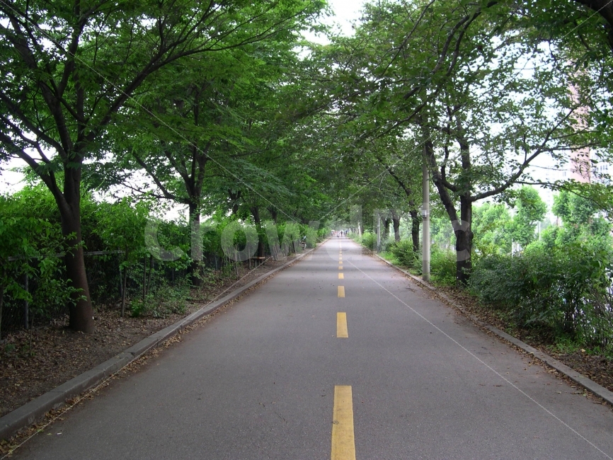 길,도로,산책로,숲,나무,자연,road,자연,풍경,nature,landscape,여름,계절,summer,season,asphalt,아스팔트,freeway,고속 도로,highway,고속도로