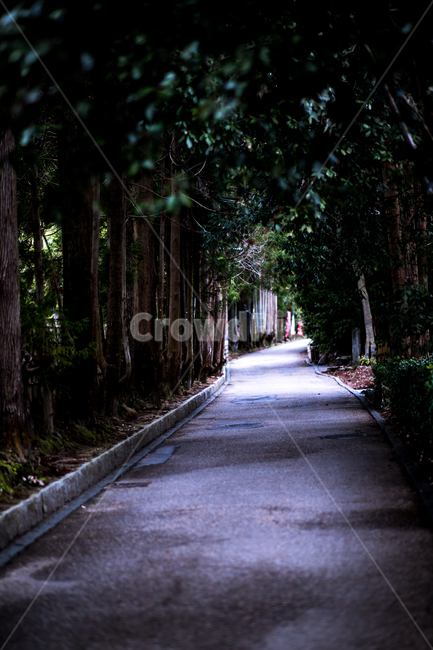 일본,거리,도로,어두움,japan,자연,풍경,nature,landscape,tree,나무,plant,식물