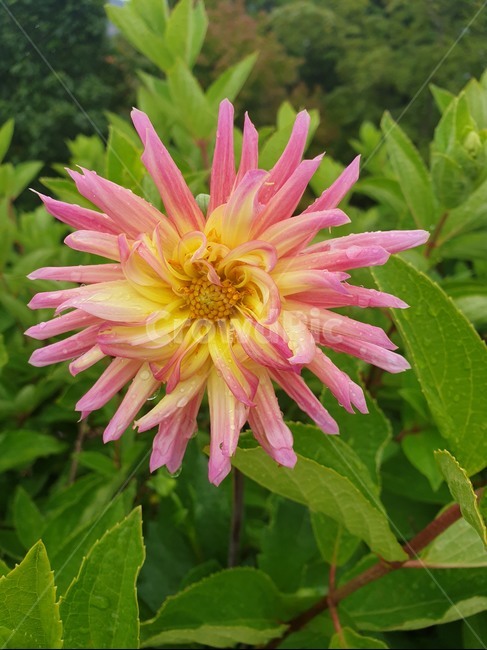 꽃,자연,나무수국,분홍,수국
