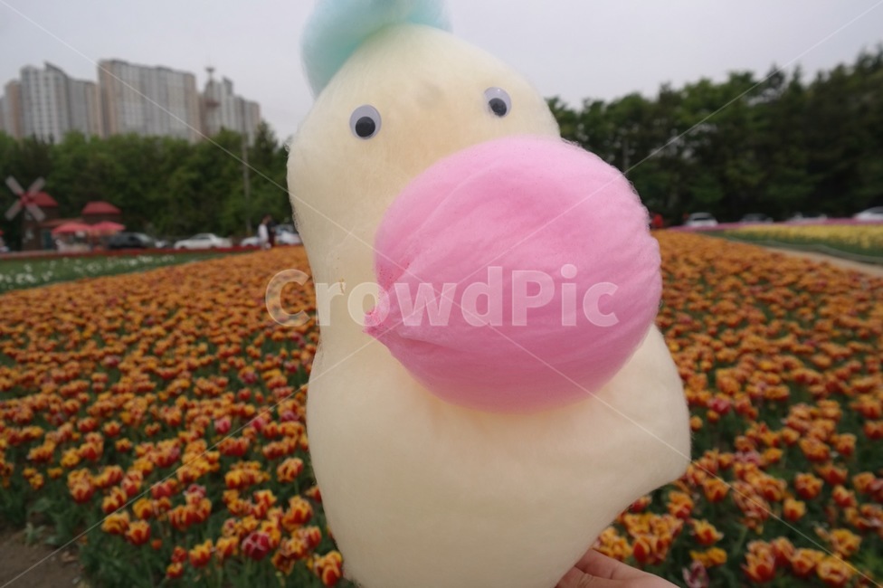솜사탕,봄,튤립축제,공원,오리모양,음식,식재료,요리,food,cook,meal,dishes,food reserves,디저트,간식,후식,dessert,snack