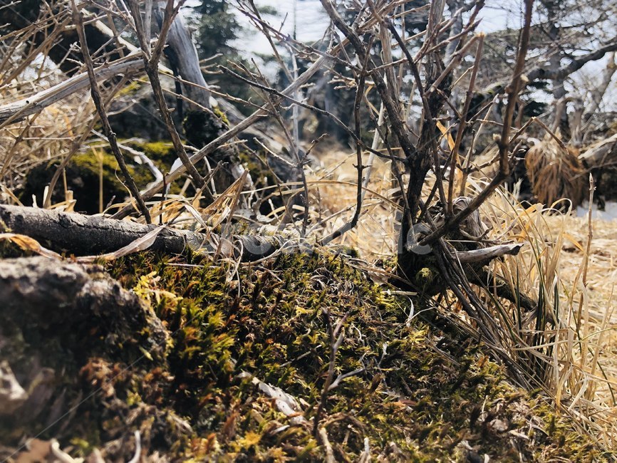 자연,나무,바위,감성,이국적,풀,숲,산,식물,자연,plants,nature,나무,trees,wood