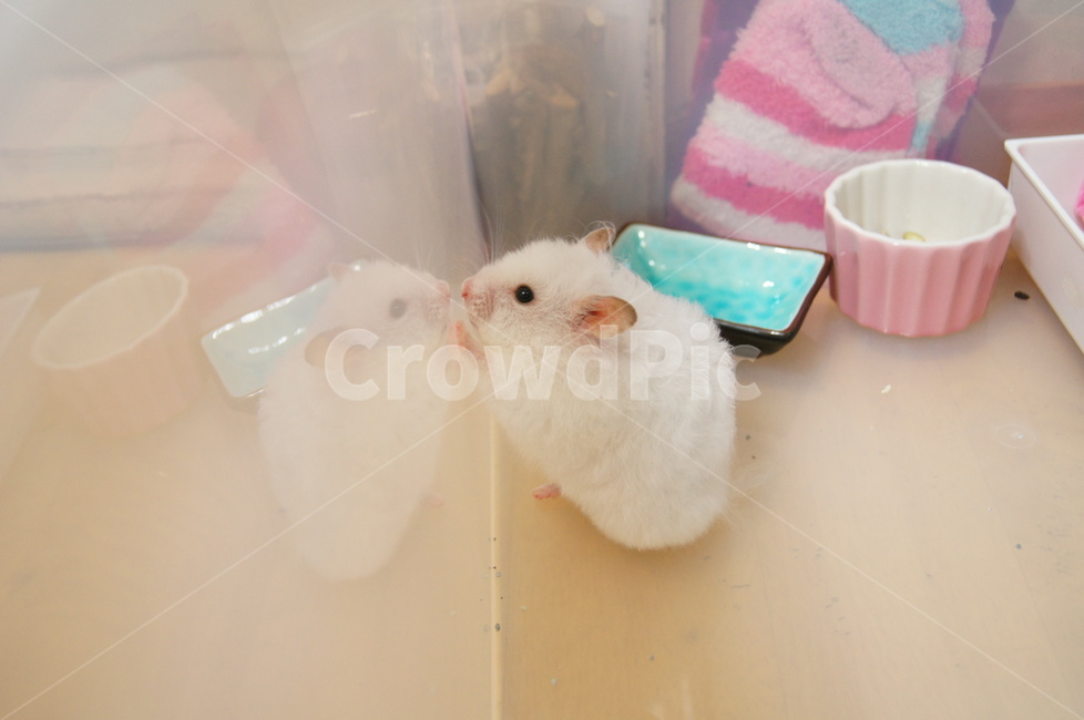 햄스터,골든햄스터,미니베어,백쥐,올화이트,장모
