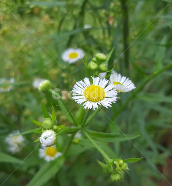 봄,식물,꽃,근접,flower