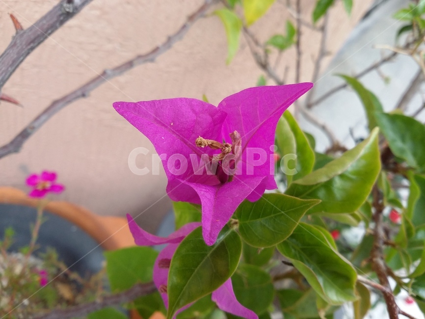 plant,식물,꽃,flower,자연,식물,자연,plants,nature,꽃,flower