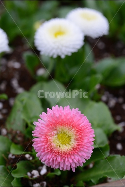 봄,꽃,자연,nature,클로즈업,closeup,데이지,spring,flower,핑크,봄,계절,spring,season,식물,자연,plants,nature,꽃,flower,plant