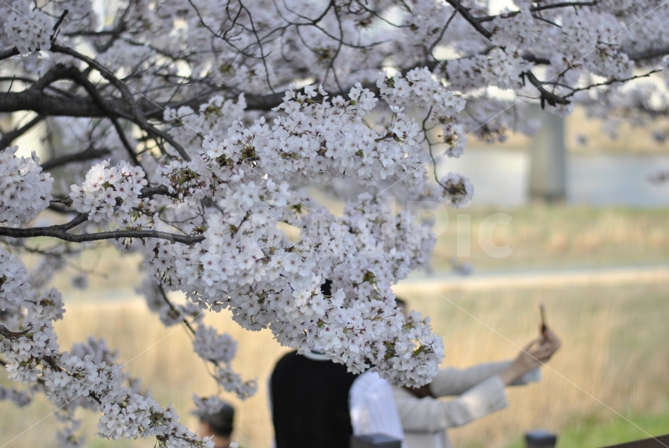풍경,꽃,봄,흰색,자연,나무,Flower,white,tree,nature,spring,식물,plant,벚꽃,커플,봄,계절,spring,season,식물,자연,plants,nature,꽃,flower,사람,인물,인간,human,person,연인,커플,사랑,lover,couple,blossom