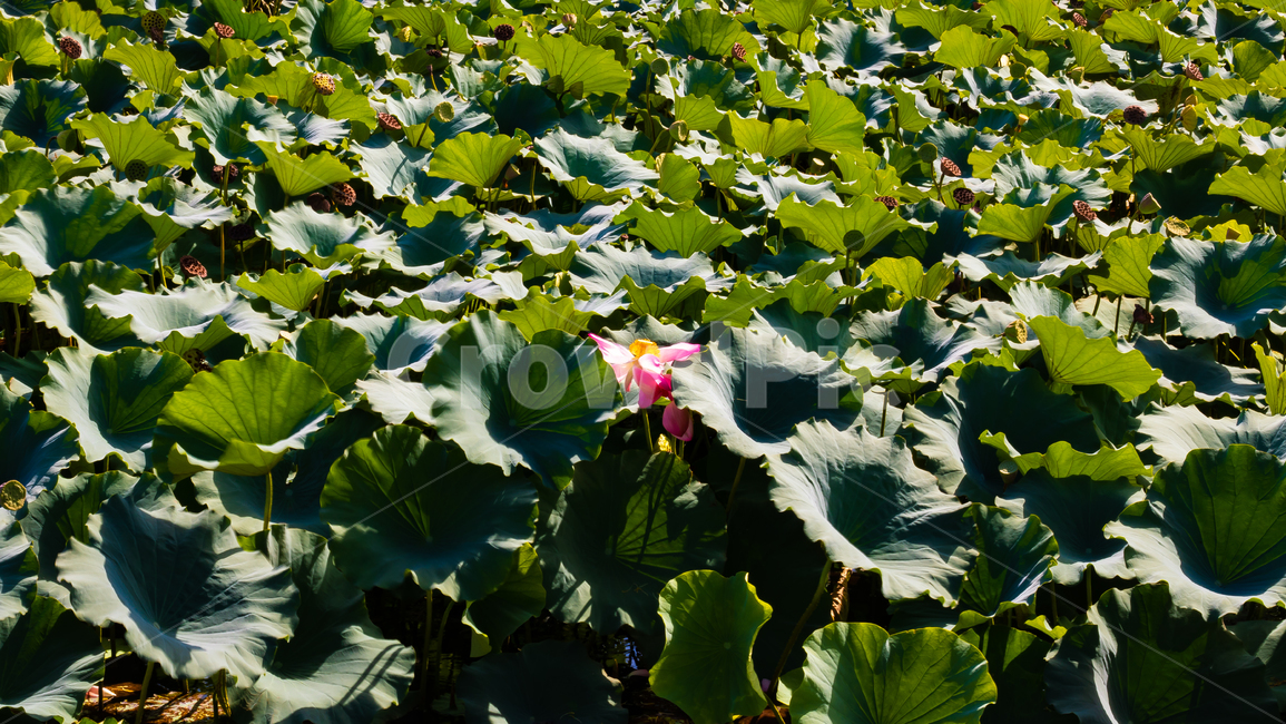 꽃,연꽃,flower,연잎,호수,식물,자연,plants,nature,꽃,flower