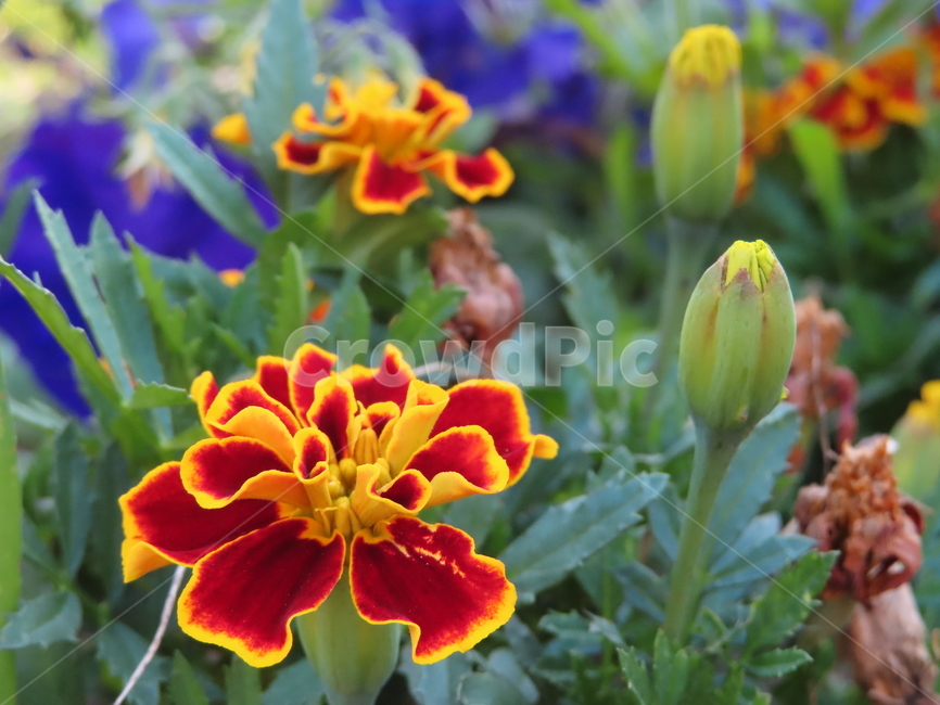 쌍떡잎,식물,꽃,아름다움,노란색,빨간색,공원,화려한,doubletteokleaves,plants,flowers,beauty,yellow,red,park,sunny