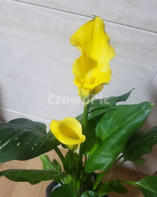 노란색꽃,카라,카라꽃,식물,꽃,노란색