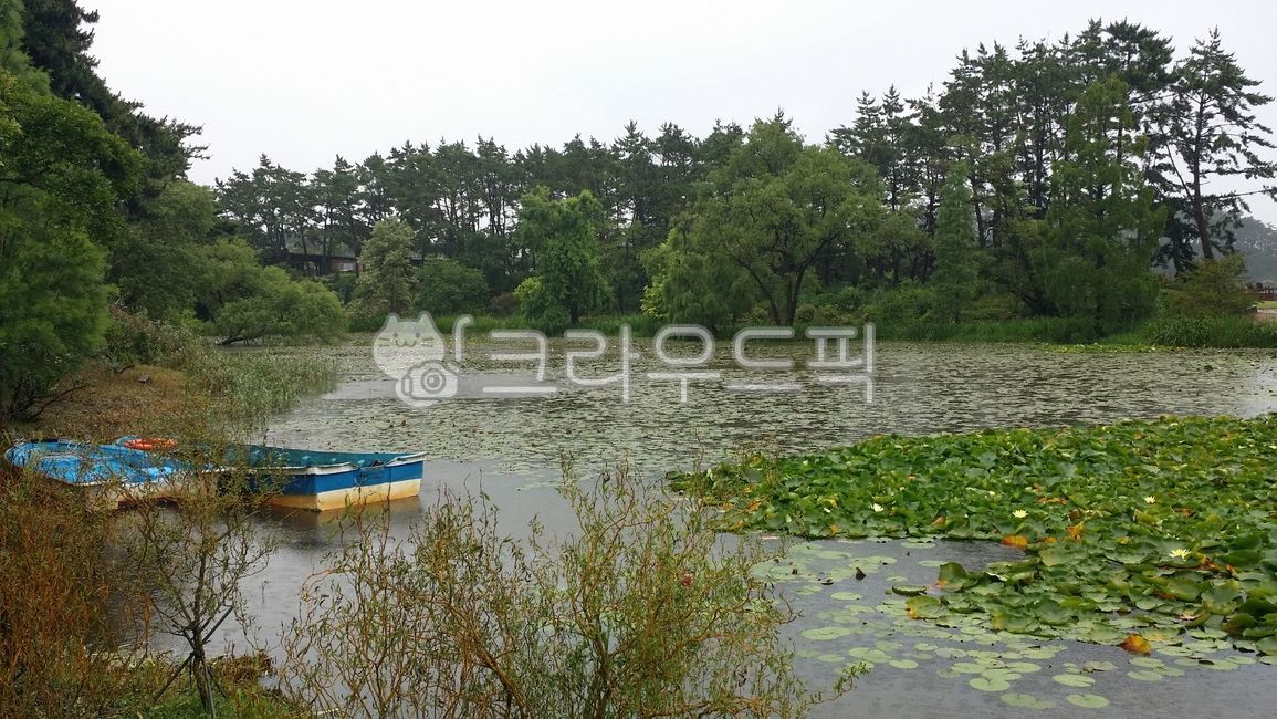 pond,nature,tree,vegetation,swamp,Lotus,water,wooden boat,boat,vehicle,transportation,Cheonripo Arboretum,outdoors,transit
