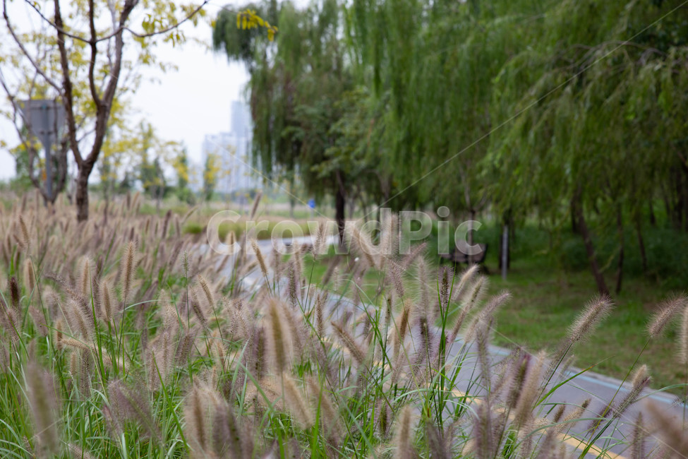 길,꽃길,억새,plant,lawn,식물,자연,plants,nature