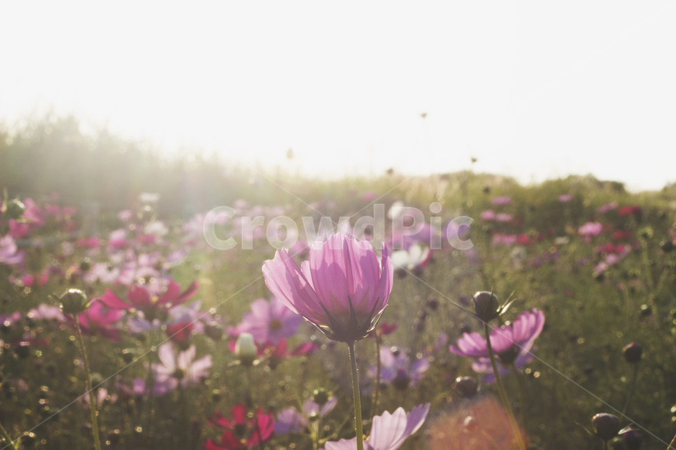 코스모스,가을,햇살,나들이,경치,풍경,동네,들판,꽃,가을,계절,fall,autumn,season,식물,자연,plants,nature,꽃,flower,휴식,힐링,rest,relaxation,healing,plant,blossom,petal,꽃잎