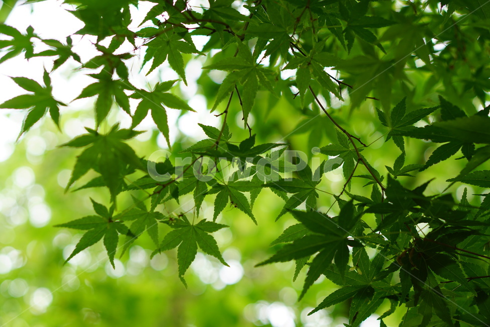 단풍,단풍나무,식물,초록,나무,식물,자연,plants,nature