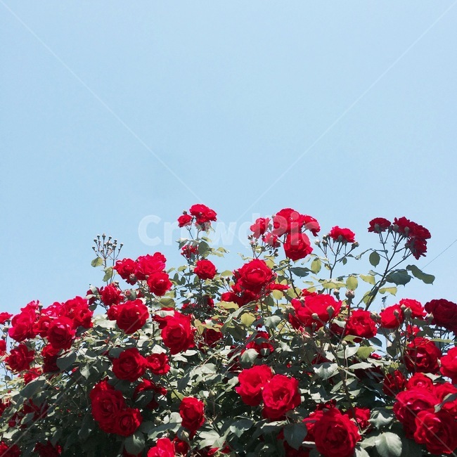 장미,rose,봄,spring,꽃,식물,자연,plants,nature,꽃,flower